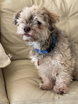Yanni in SC, an adoptable Havanese in Columbia, SC, 29208 | Photo Image 2