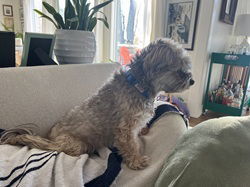 Yanni in SC, an adoptable Havanese in Columbia, SC, 29208 | Photo Image 3