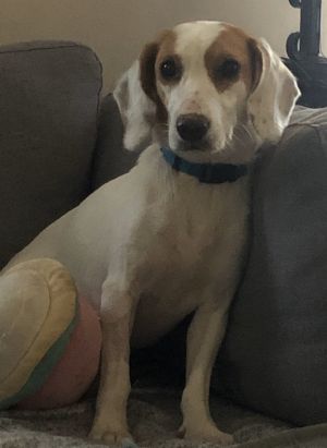 Minnie, Adult Female Beagle