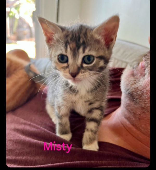 Misty