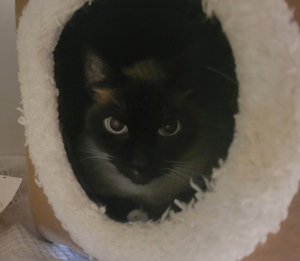 Coco
