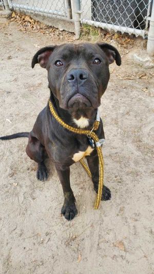 Hydrant, Young Female Boxer