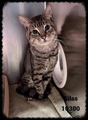 Primary Color Brown Tabby Secondary Color Brown Tabby Weight 7lbs Age 1yrs 0mths 1wks