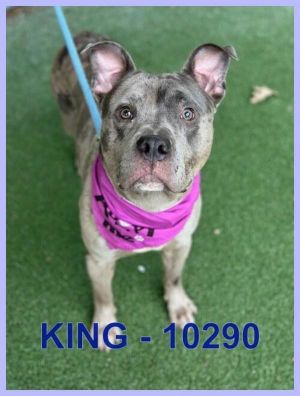 ANIMAL ID 10290 Meet King a stunning 15-year-old dog with beautiful blue merle and white markings