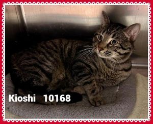 Primary Color Tabby Weight 125lbs Age 2yrs 1mths 1wks Animal has been Neutered