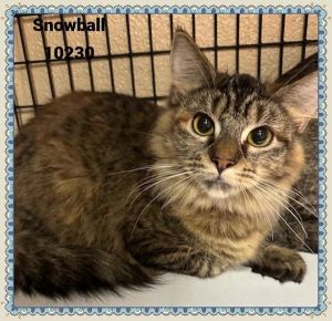 Primary Color Tabby Weight 10lbs Animal has been Neutered