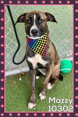 Primary Color Brindle Secondary Color White Weight 38lbs Age 2yrs 0mths 1wks
