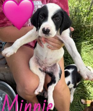 Minnie, Baby Female English Setter