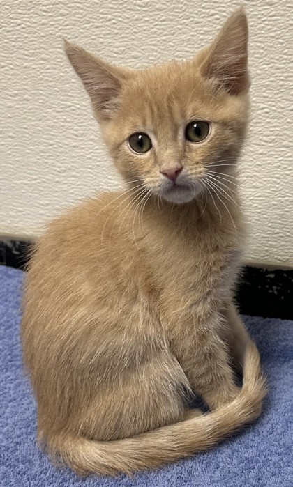 Sam