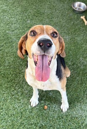 Bailey, Adult Female Hound
