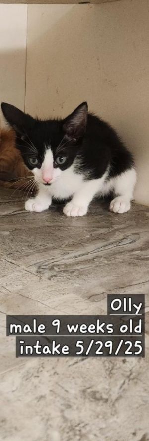 Olly, Baby Male Domestic Short Hair