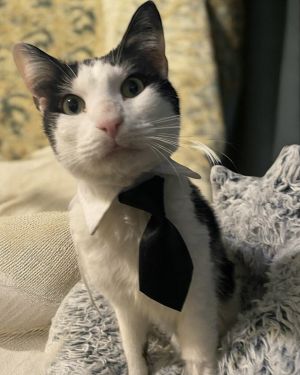 At six years old Chili has already weathered more than most cats ever should Abandoned by his owne
