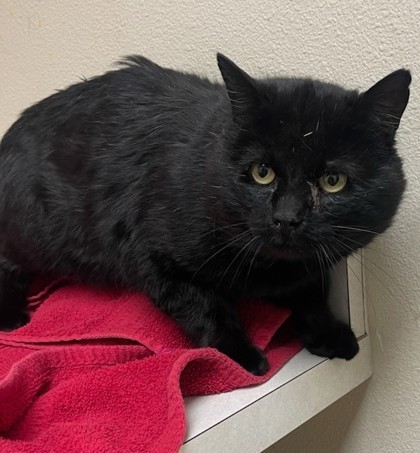 Barn Cat Scar, an adoptable Domestic Short Hair in Longmont, CO, 80501 | Photo Image 1