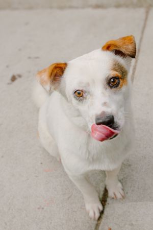 What my friends at Seattle Humane say about me I am a goofball who loves playing with my toys I
