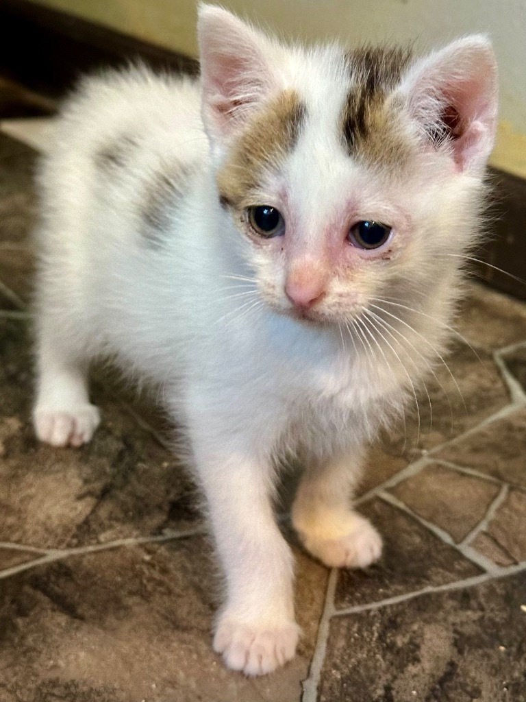 Hot Dog, an adoptable Domestic Short Hair in Cloquet, MN, 55720 | Photo Image 1
