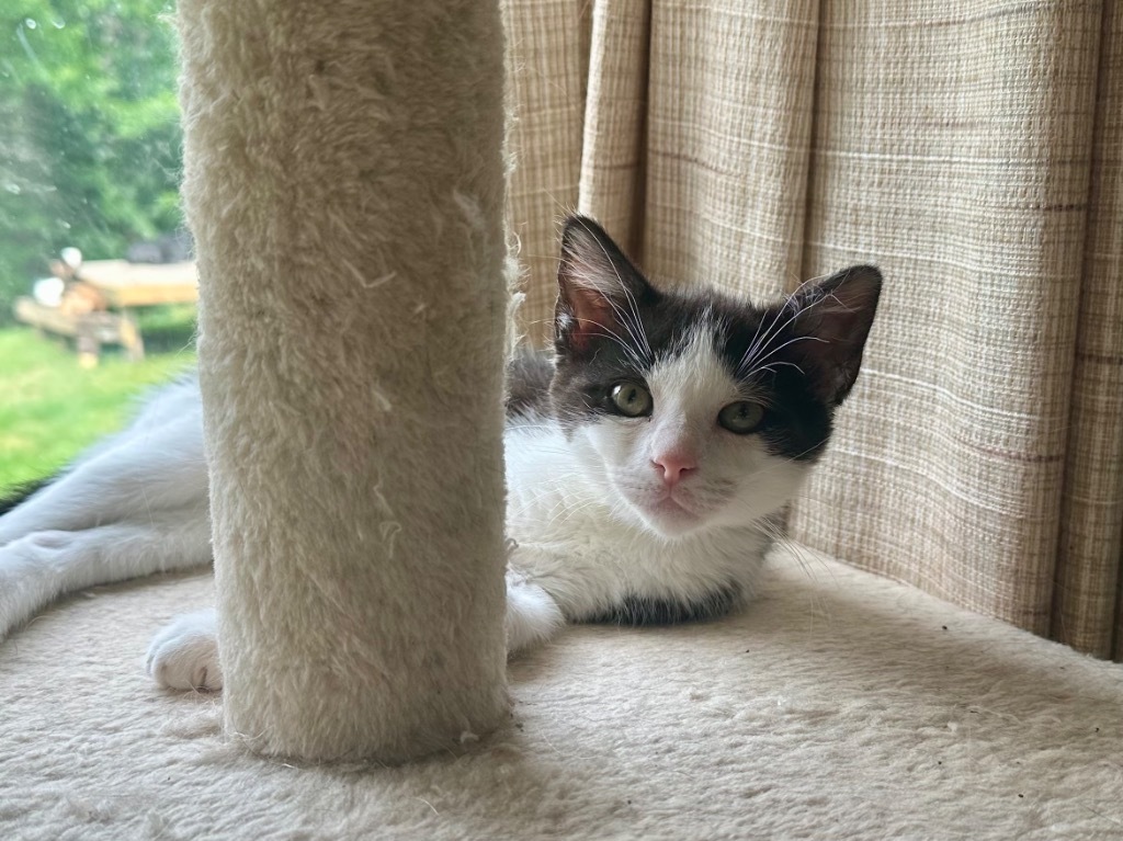 Buffalo Wing, an adoptable Domestic Short Hair in Cloquet, MN, 55720 | Photo Image 1
