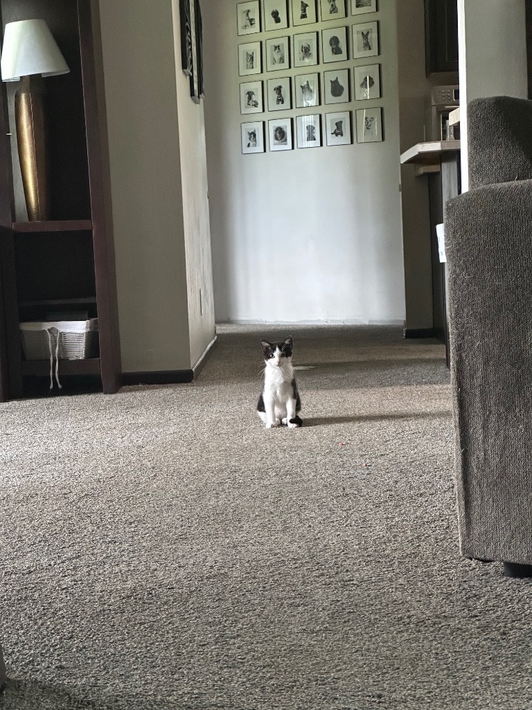 Buffalo Wing, an adoptable Domestic Short Hair in Cloquet, MN, 55720 | Photo Image 2