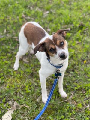 Puffer, Adult Male Terrier