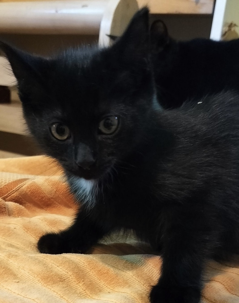 Alyssum, an adoptable Domestic Short Hair in Boone, CO, 81025 | Photo Image 1