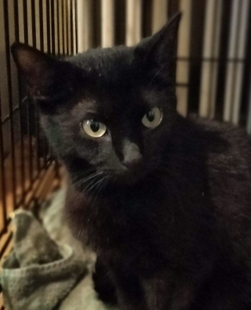 Iris, an adoptable Domestic Short Hair in Boone, CO, 81025 | Photo Image 1