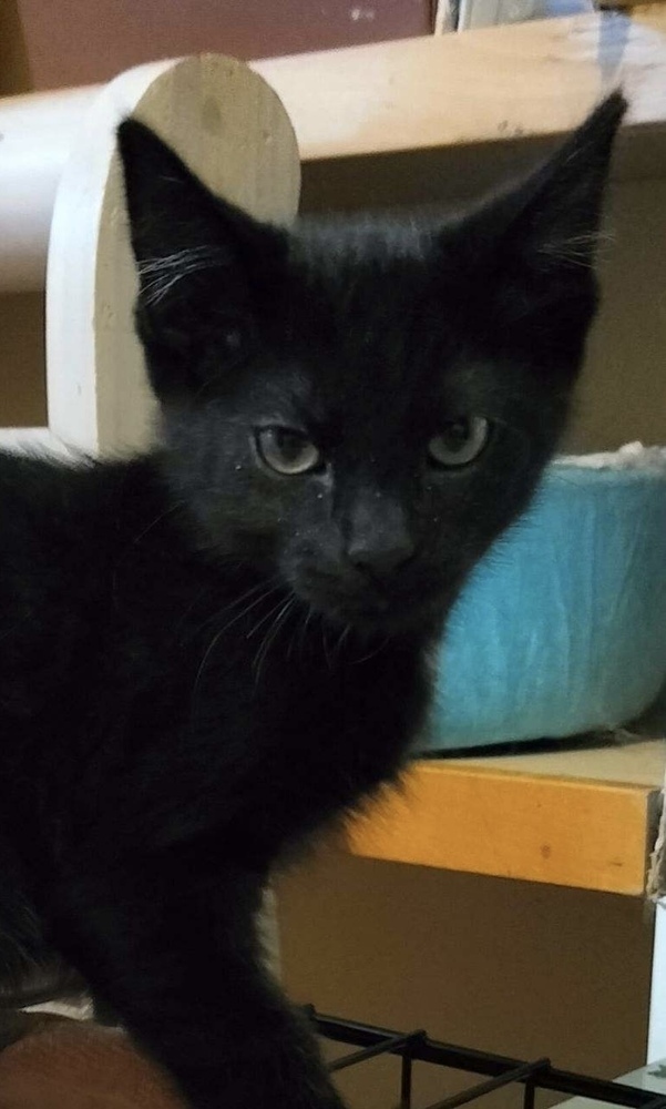 Peony, an adoptable Domestic Short Hair in Boone, CO, 81025 | Photo Image 1