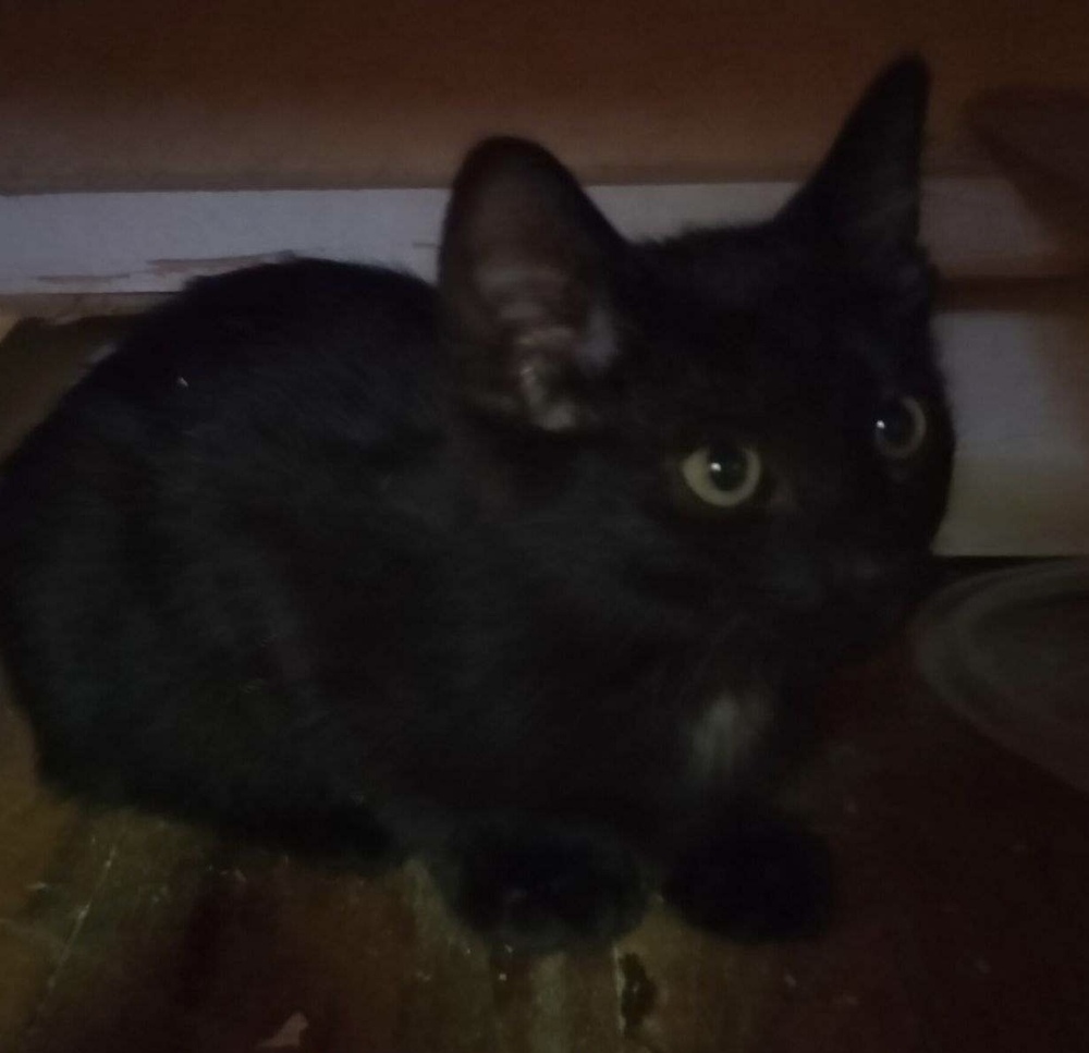 Snapdragon, an adoptable Domestic Short Hair in Boone, CO, 81025 | Photo Image 1