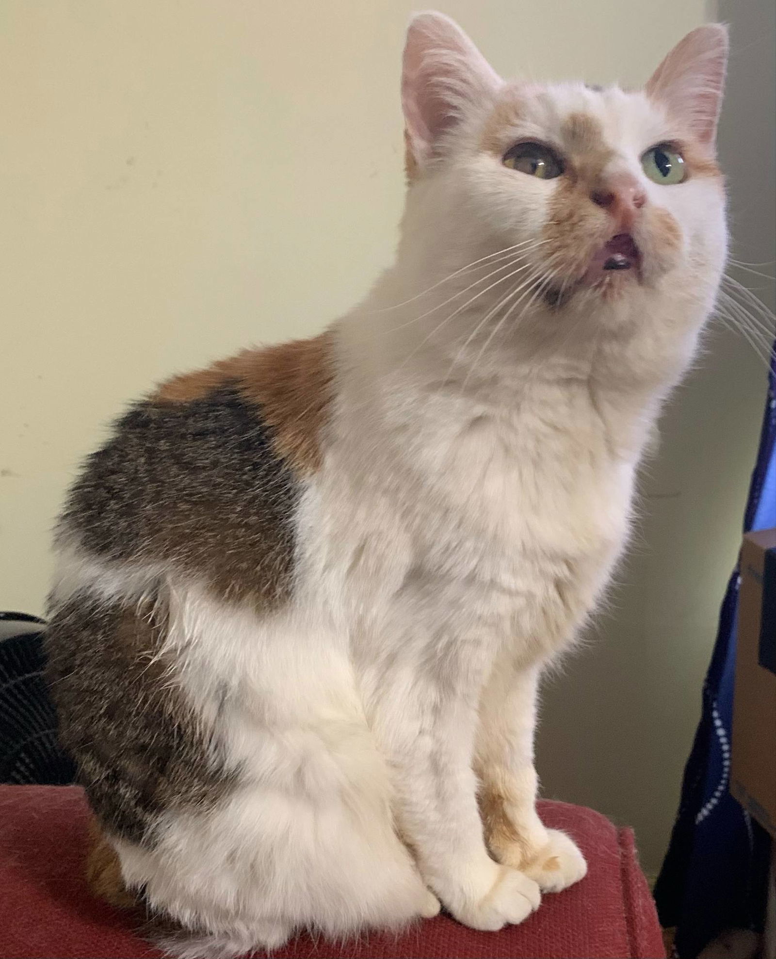 Callie- sponsored fee