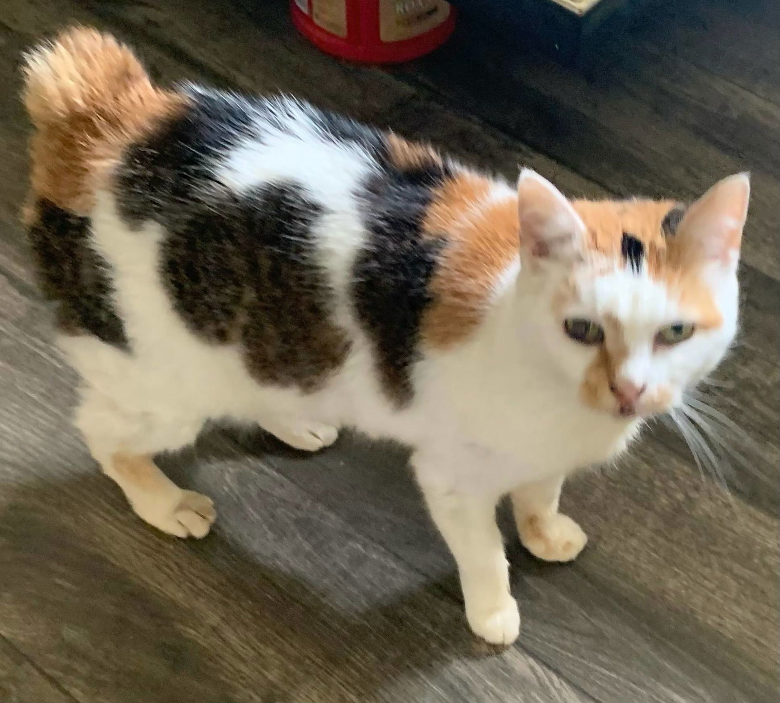 Callie- sponsored fee