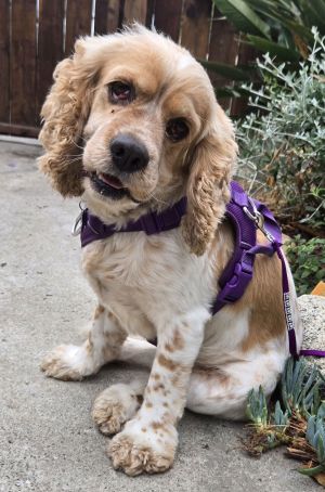 Henry is a handsone cocker spaniel whos about 3 years old and weighs approximately 35 pounds He wa