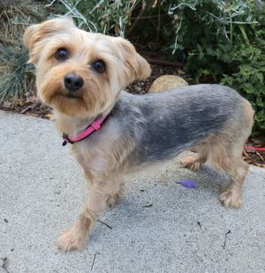 Roxy is an adorable Yorkie whos 4 years old and weighs 14 pounds Shes super smart and affectionat