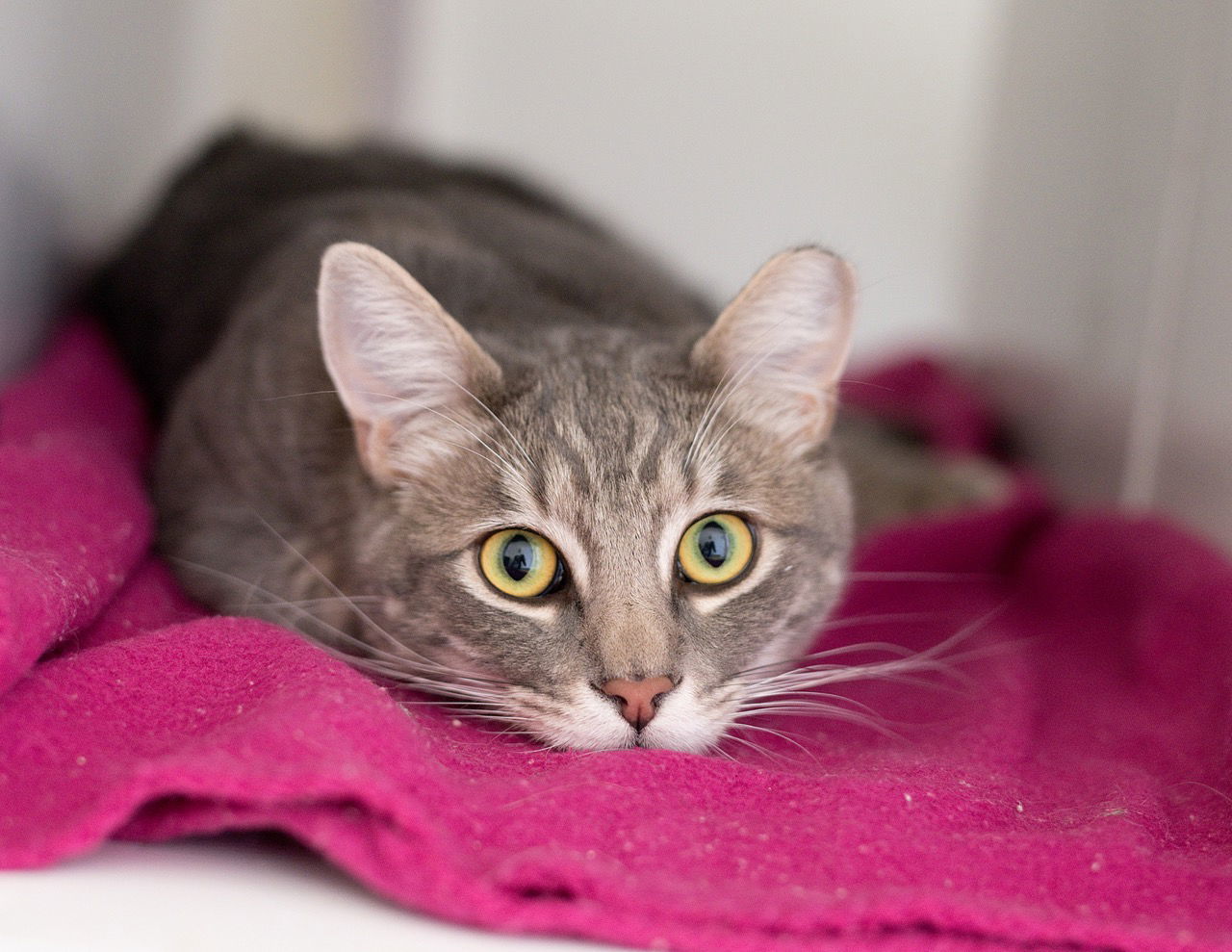 Tommy (bonded with Bennett)