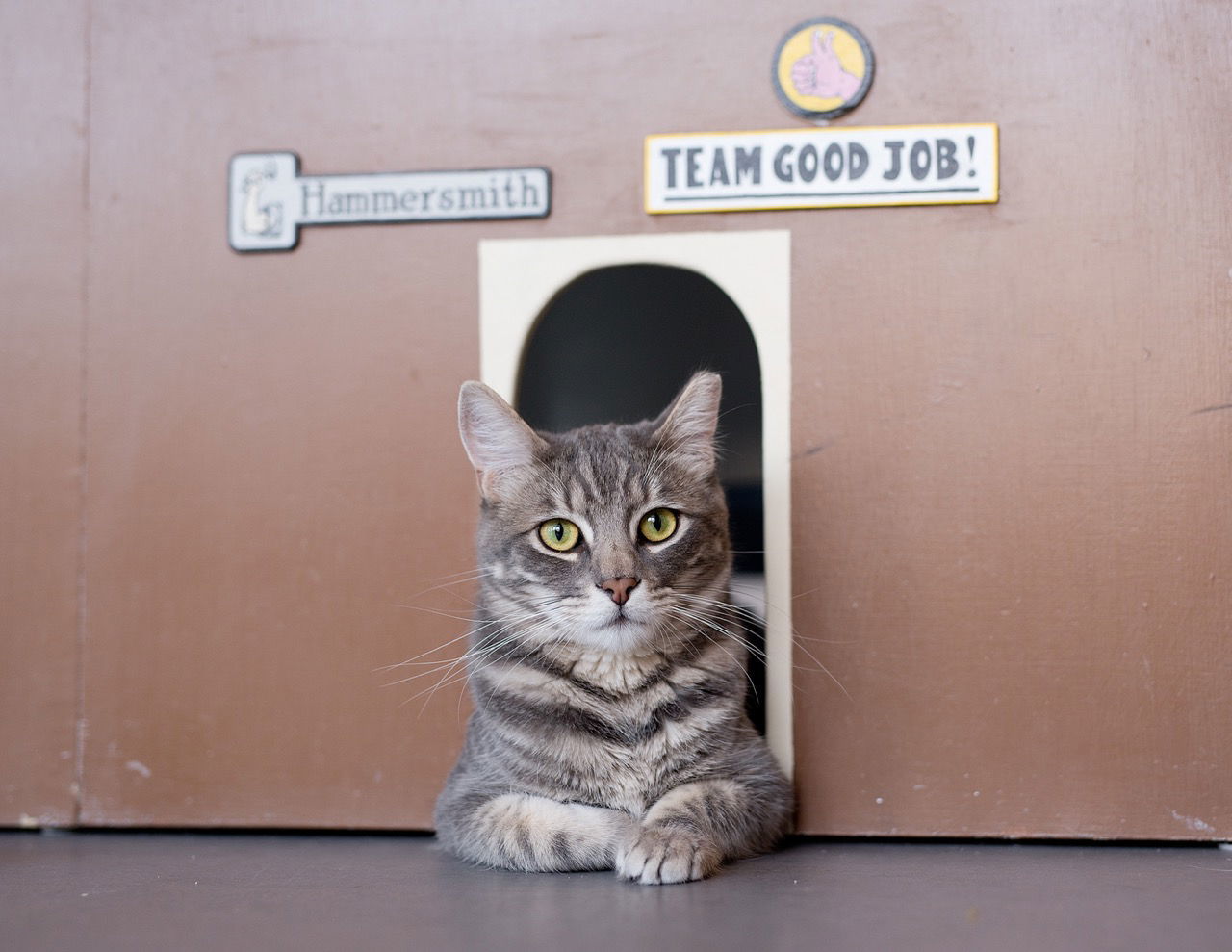 Tommy (bonded with Bennett)