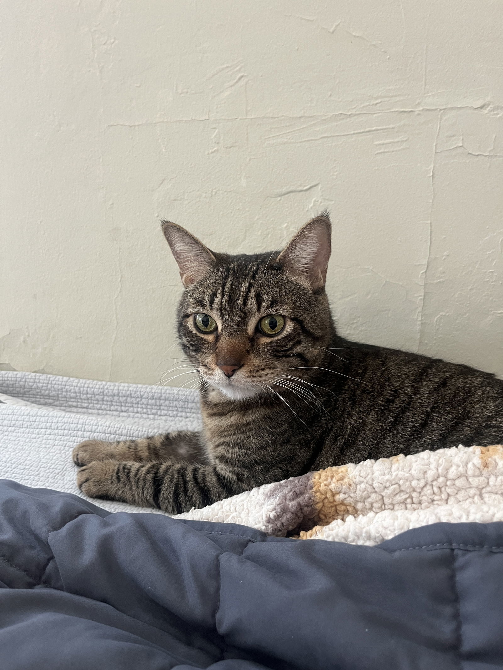 Bo (bonded with Sammy)