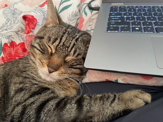 Bo (bonded with Sammy)