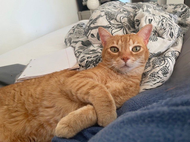 Sammy (bonded with Bo)