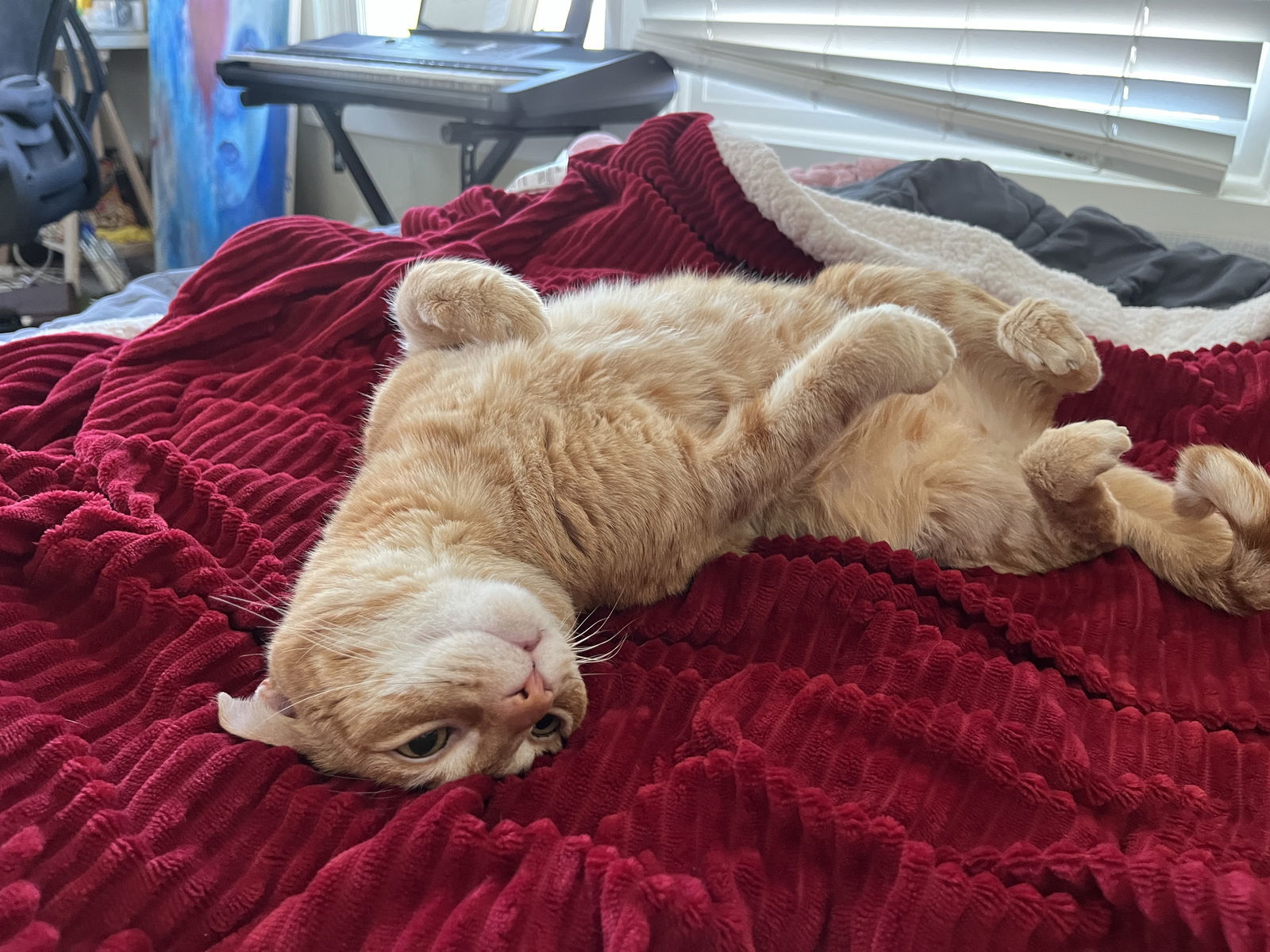 Sammy (bonded with Bo)