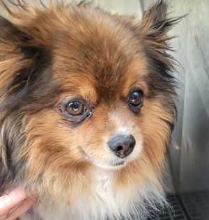 Primary Color Red Secondary Color White Weight 88lbs Age 9yrs 0mths 0wks