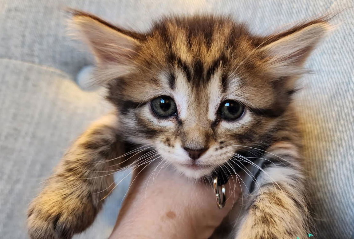 Lilith, an adoptable Domestic Long Hair in Laramie, WY, 82073 | Photo Image 2