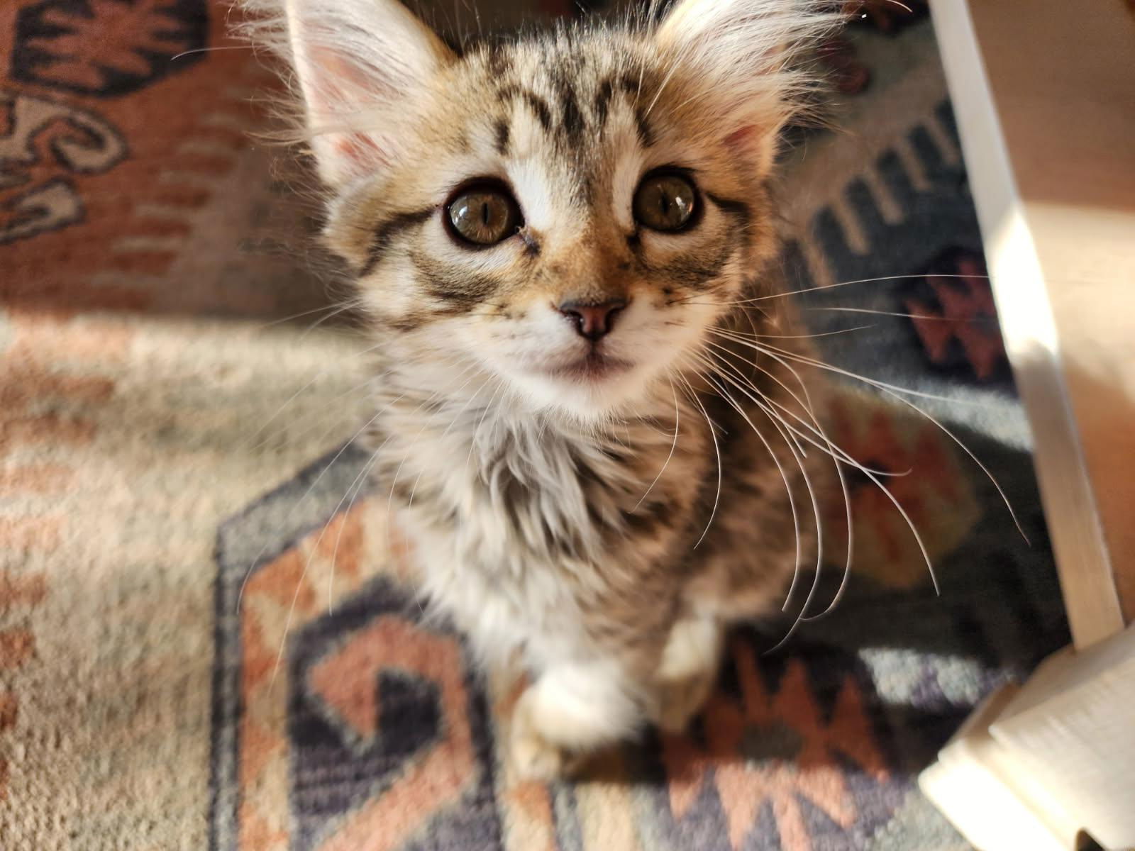 Lilith, an adoptable Domestic Long Hair in Laramie, WY, 82073 | Photo Image 3