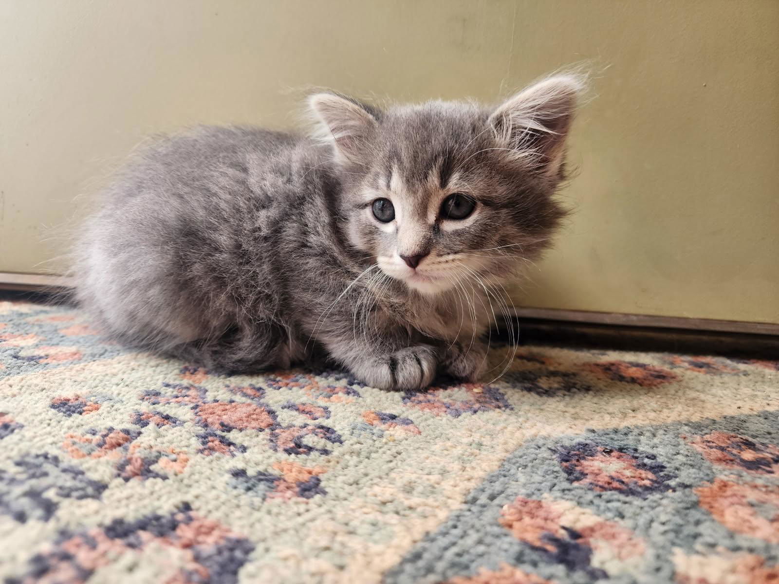Daphne, an adoptable Domestic Long Hair in Laramie, WY, 82073 | Photo Image 2