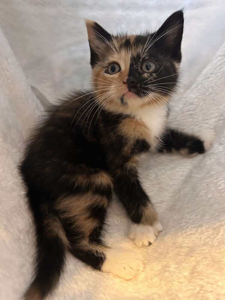 Willow
