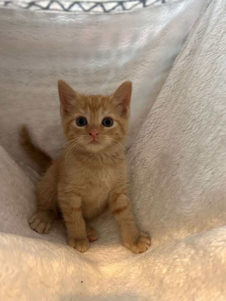 Tara