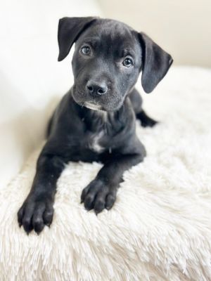 Drumstick, Baby Male Labrador Retriever