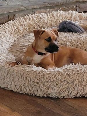 Ruger is an 8-month-old active puppy who loves other dogs and every person he meets He weighs about