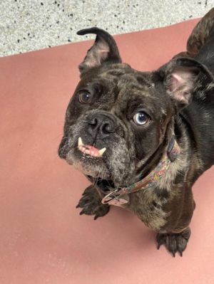 Truffles is a gorgeous 3 year old spayed female English Bulldog Probably the healthiest bulldog you