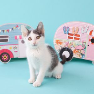 Airstream, Baby Male Domestic Short Hair