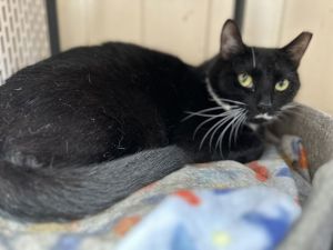 Boots, Adult Female Domestic Short Hair