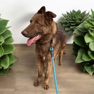 Lucky, Young Male Belgian Shepherd / Malinois
