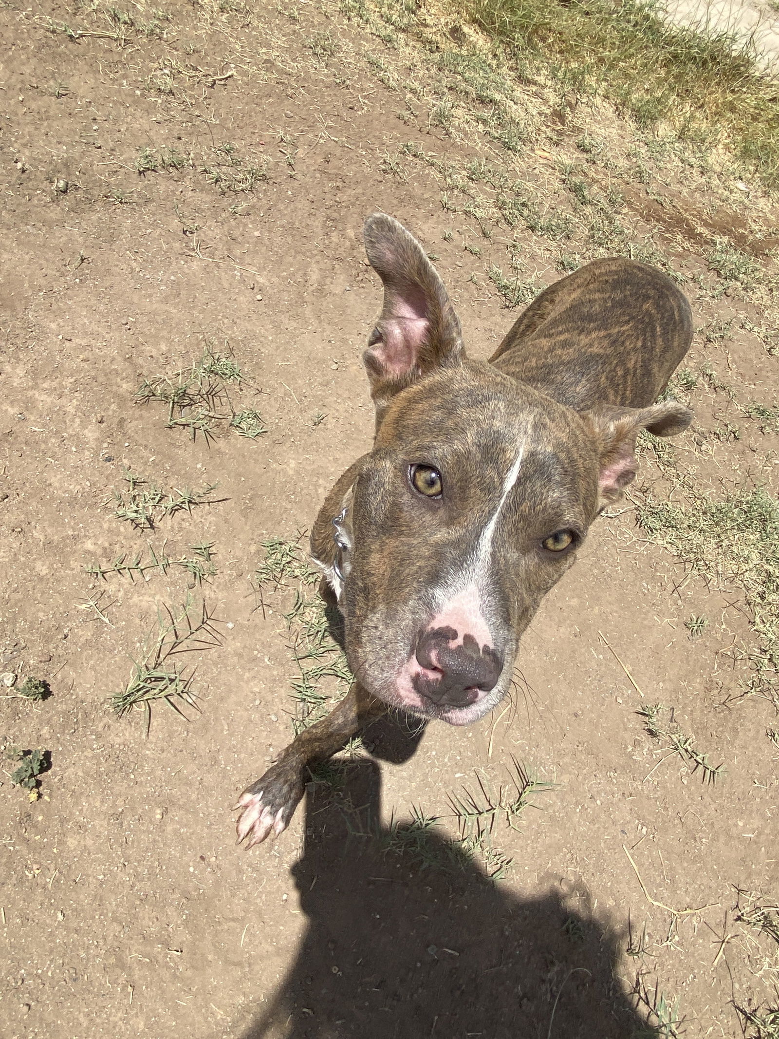 WILLA