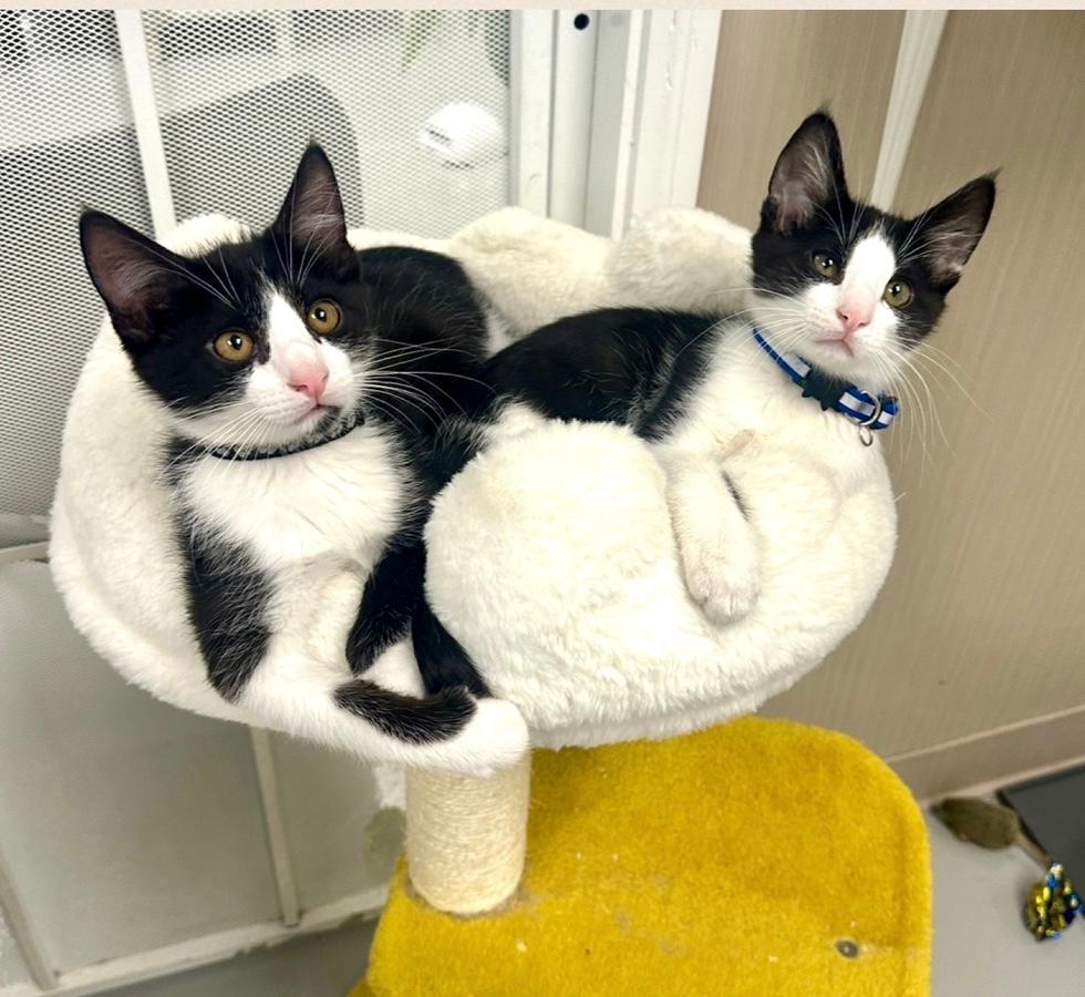 George and Kramer